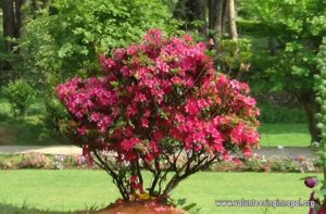 Environmental volunteer work - Environmental volunteer opportunities Nepal