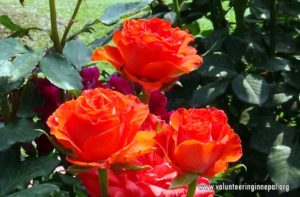 Orientation program volunteer training Nepal